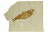 Detailed Fossil Fish (Knightia) - Wyoming #340829-1
